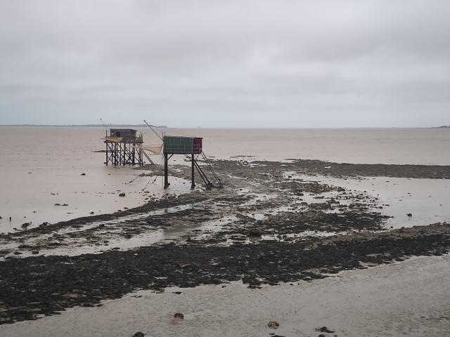 2 Carrelets grau bei Ebbe
